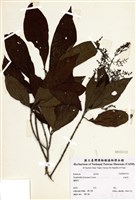 藏品(水金京)的圖片